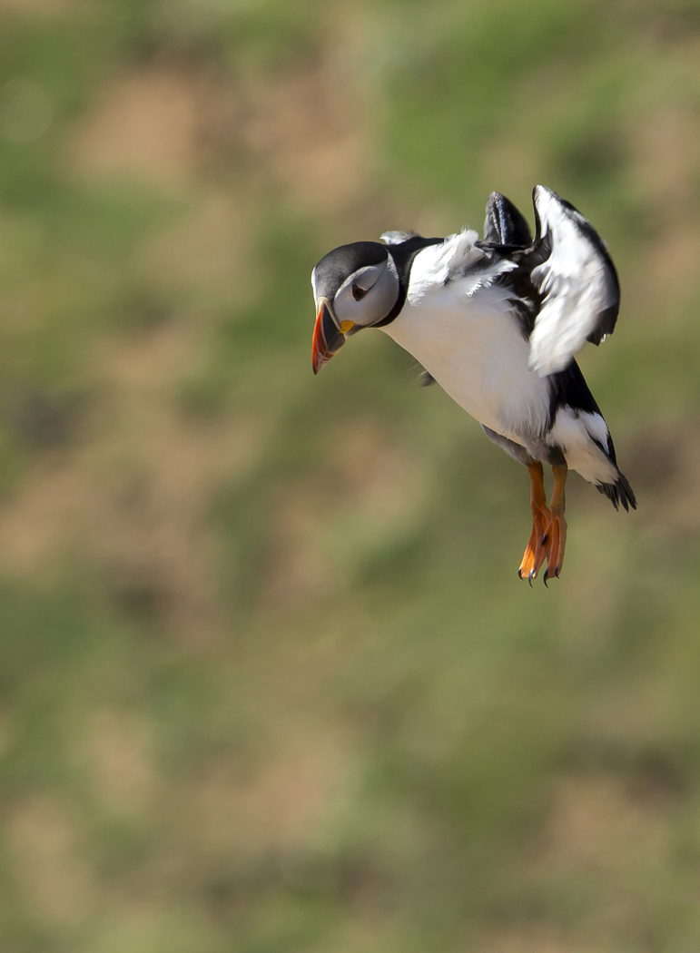  Puffin 